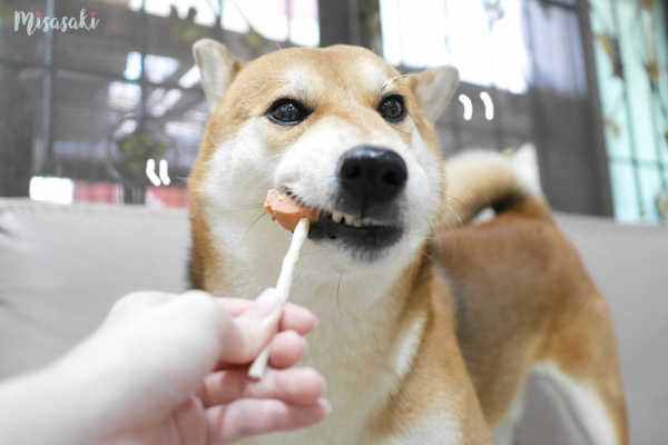 ขนมน้องหมาในร้านสะดวกซื้อญี่ปุ่น ฟูจีจี้จะชอบหรือเปล่าน๊า ★ Misasaki