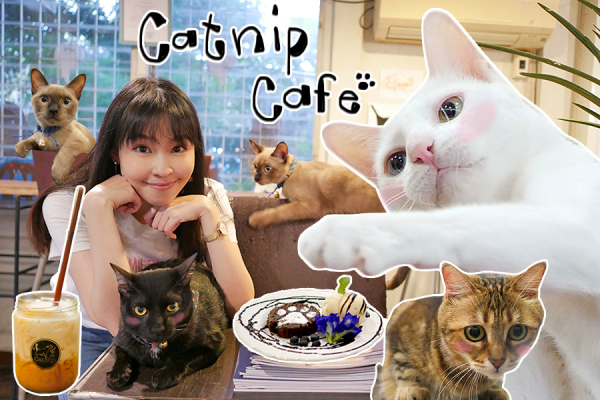 Catnip Cafe กาแฟอร่อยมาก เค้กอร่อยสุด คาเฟ่ที่มีแมว แต่ไม่ใช่คาเฟ่แมว